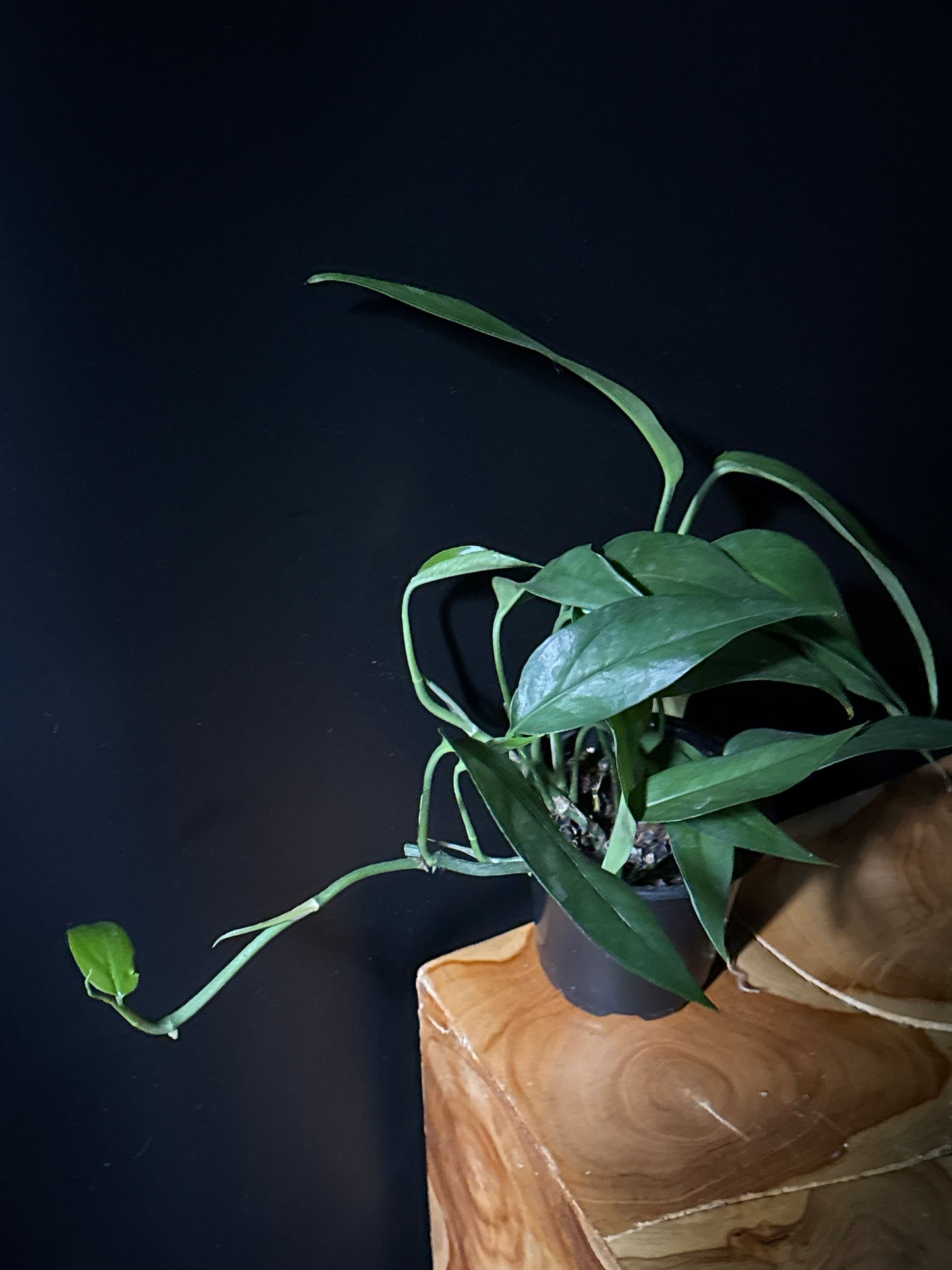 A Baltic Blue Pothos plant with deep green-blue foliage, against a dark background with a wooden texture below.