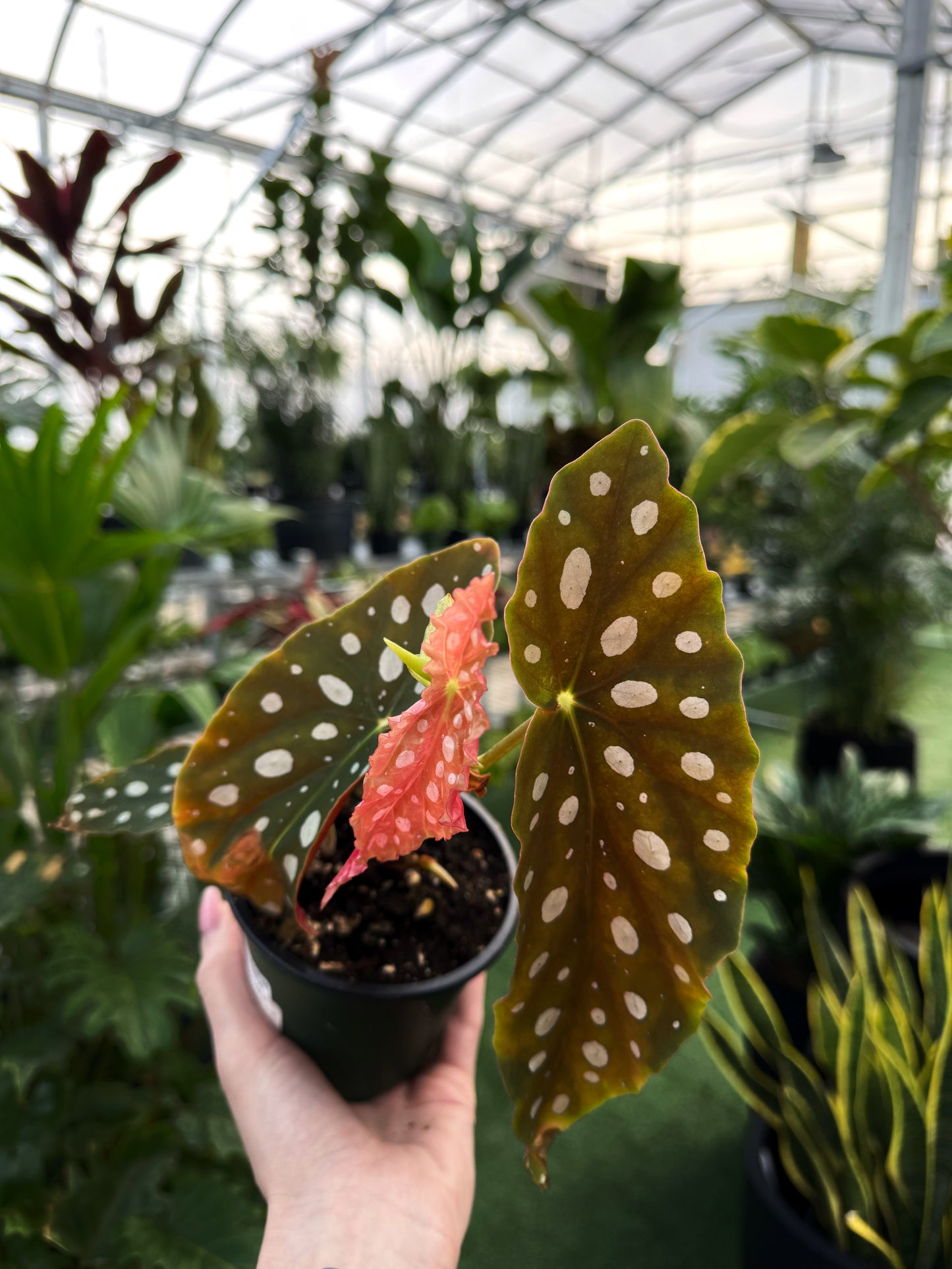 hand holding begonia maculata in green house
