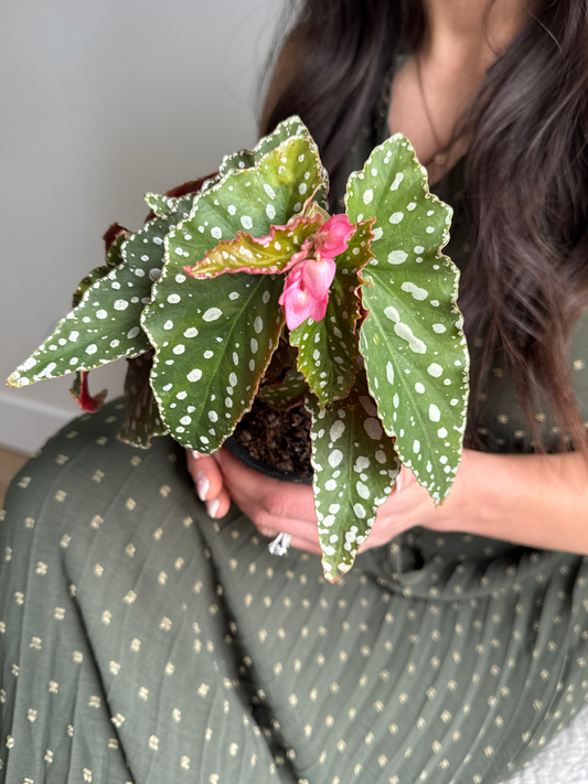Person holding a Begonia Maculata plant with green leaves and white polka dots with a pink flower with a neutral background