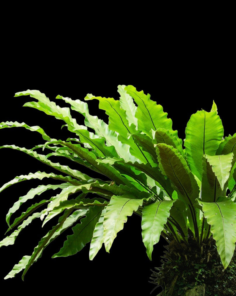 Green fern plant against a black background