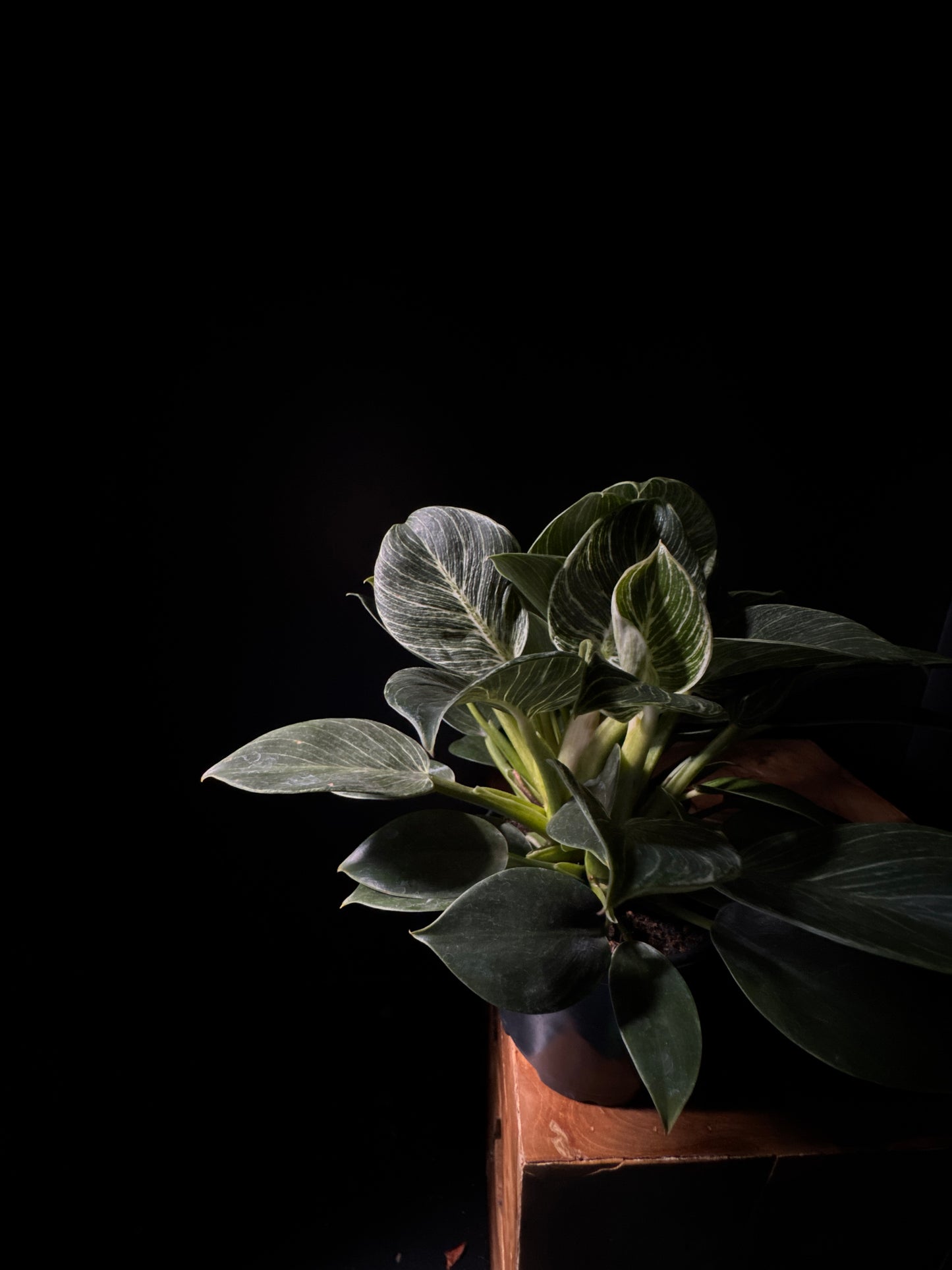 Philodendron Birkin plant with dark background