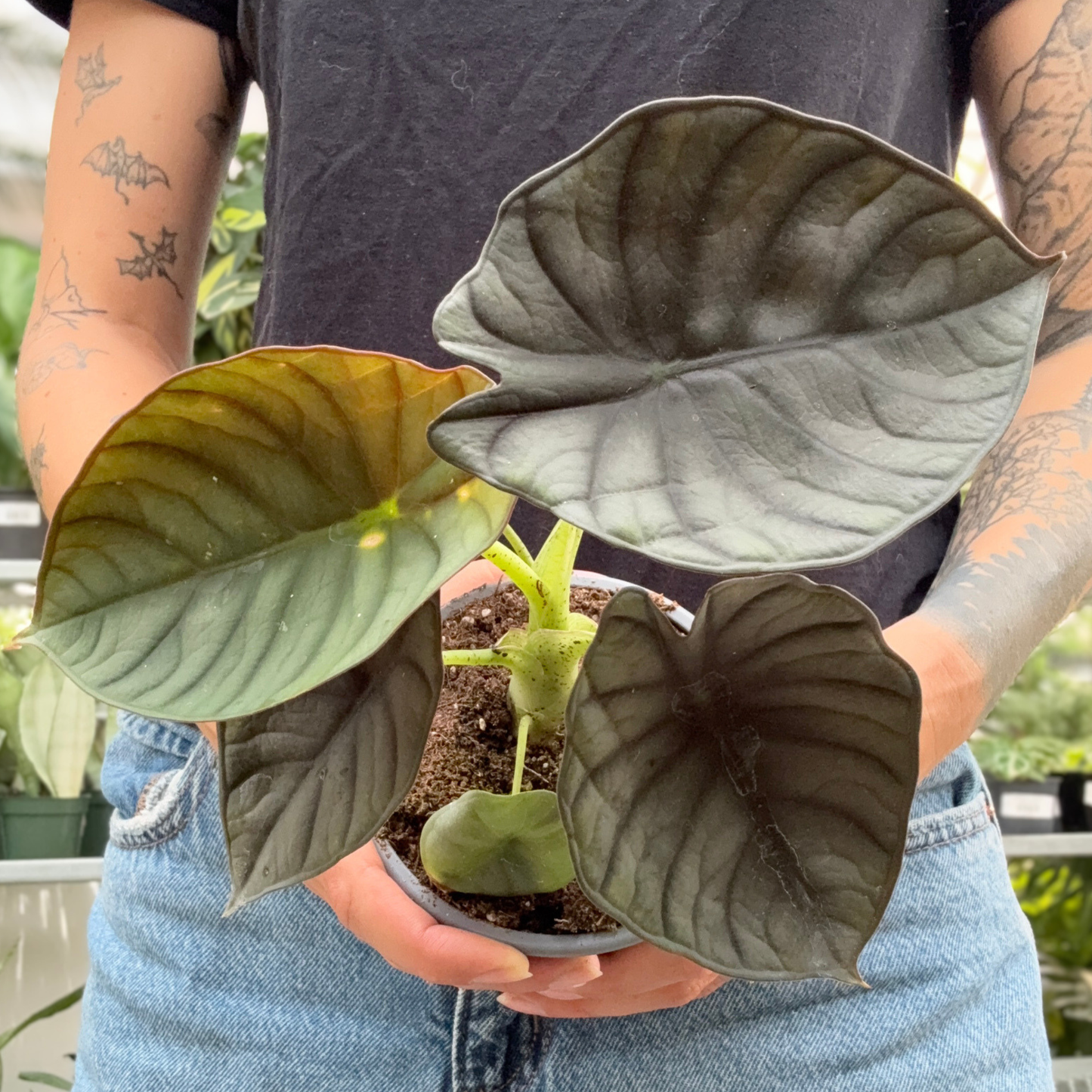 a person holding a potted alocasia black diamond plant in a greenhouse setting