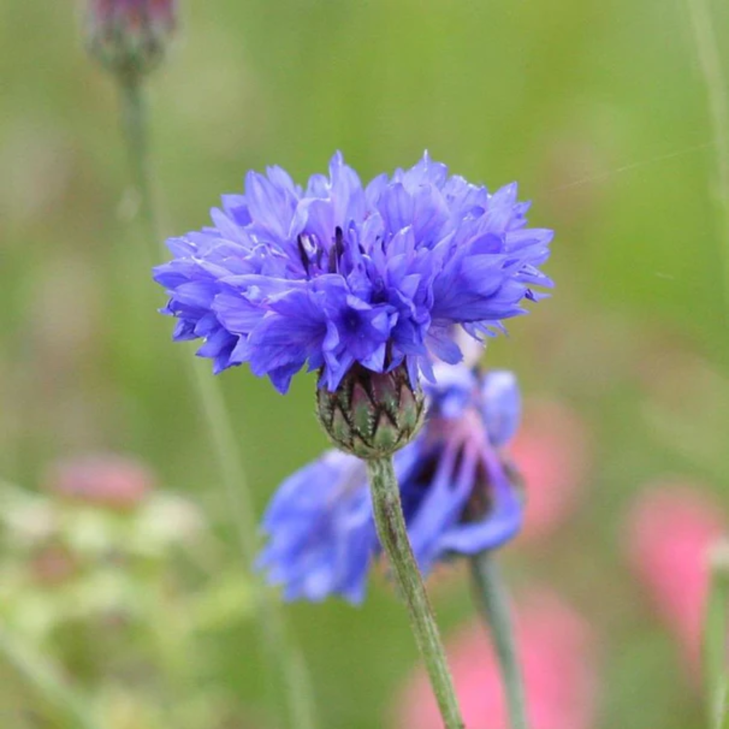 a close up of a bright blue blue boy flower in a green field
