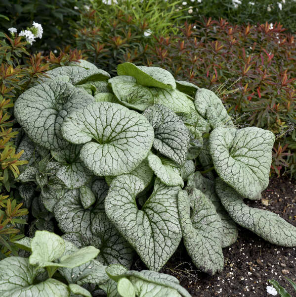 Sterling Silver Heartleaf Brunnera
