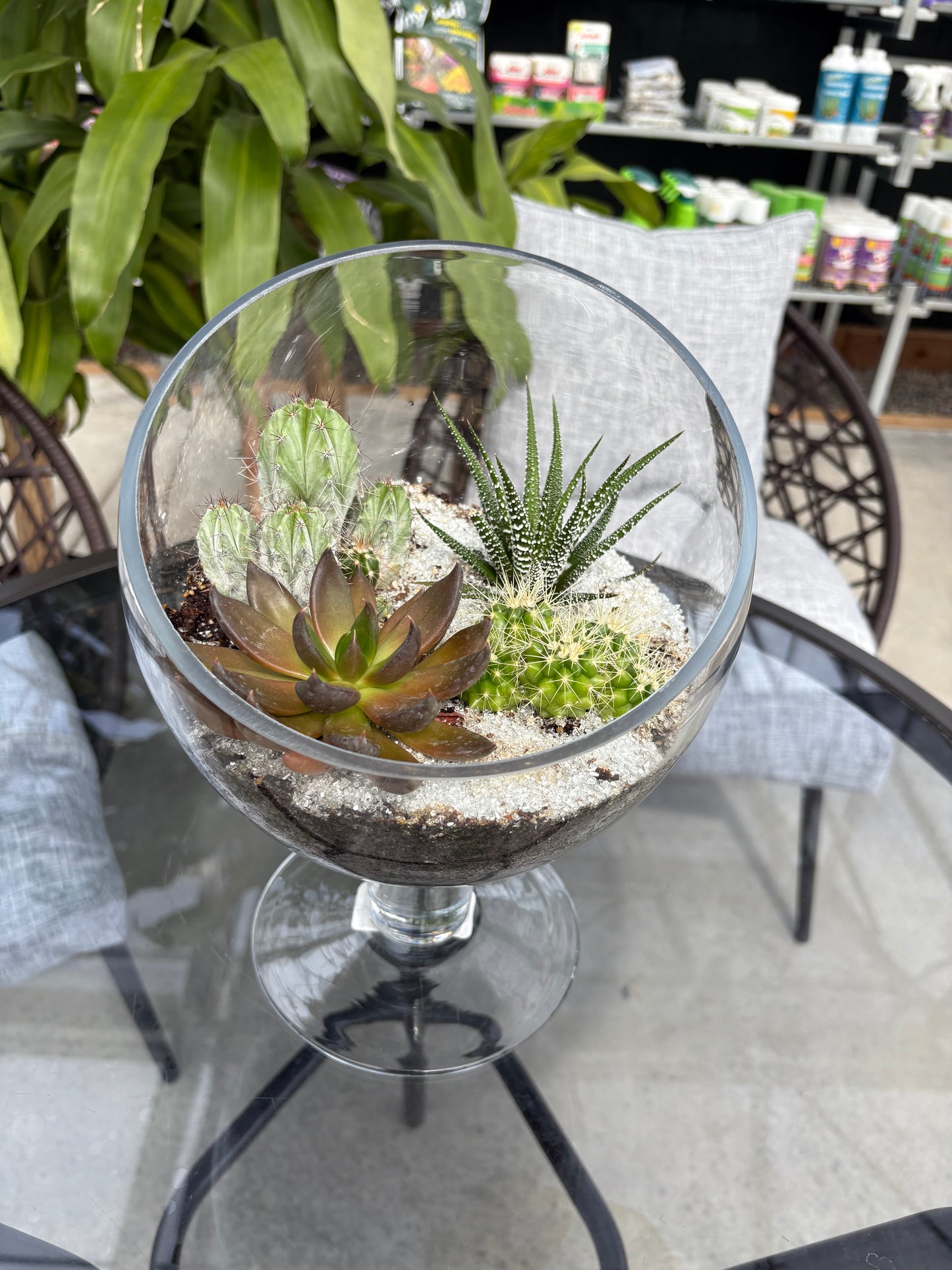 Terrarium style glass pot with plants on a table outdoors