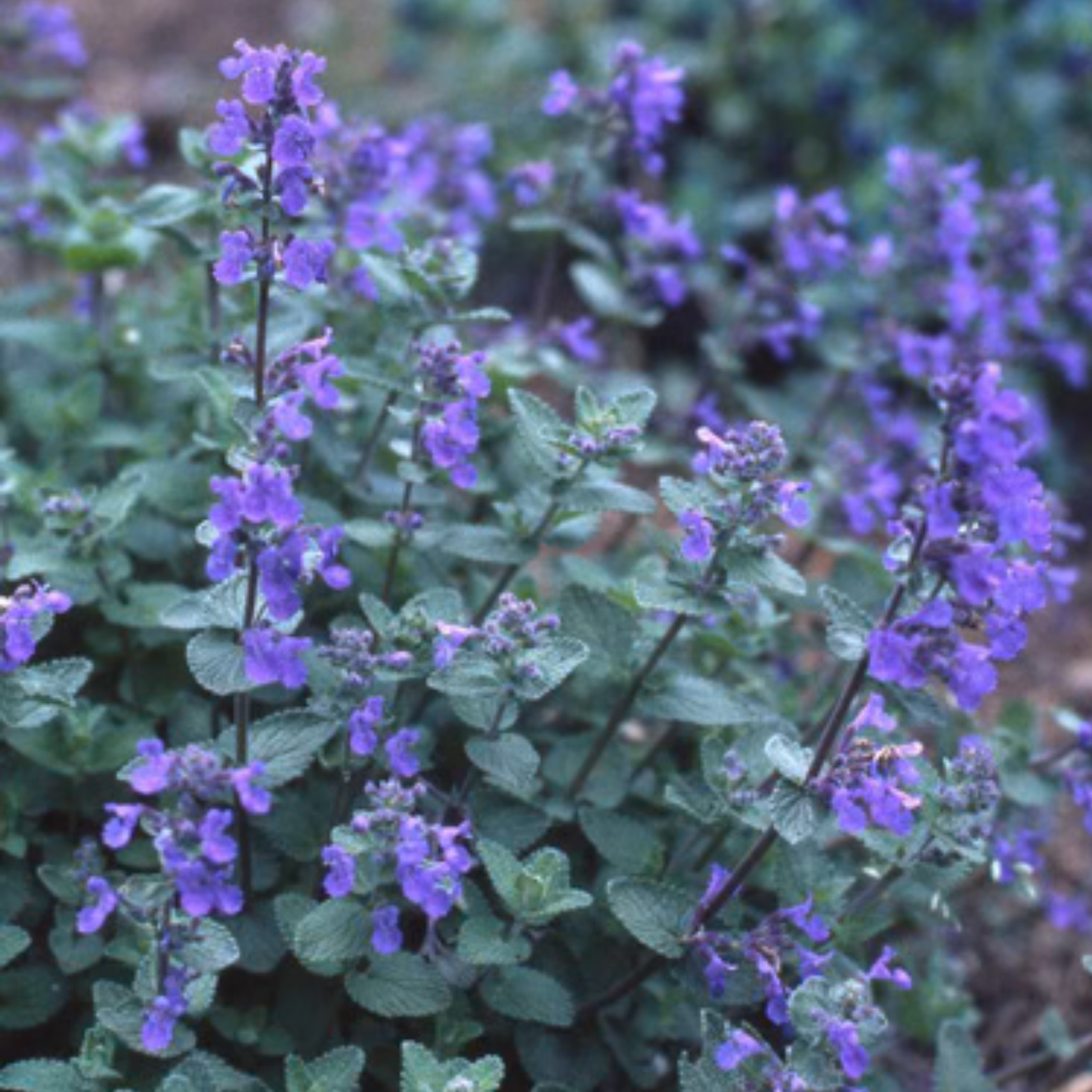 a cat mint plant with bright purple flowers and dark green leaves