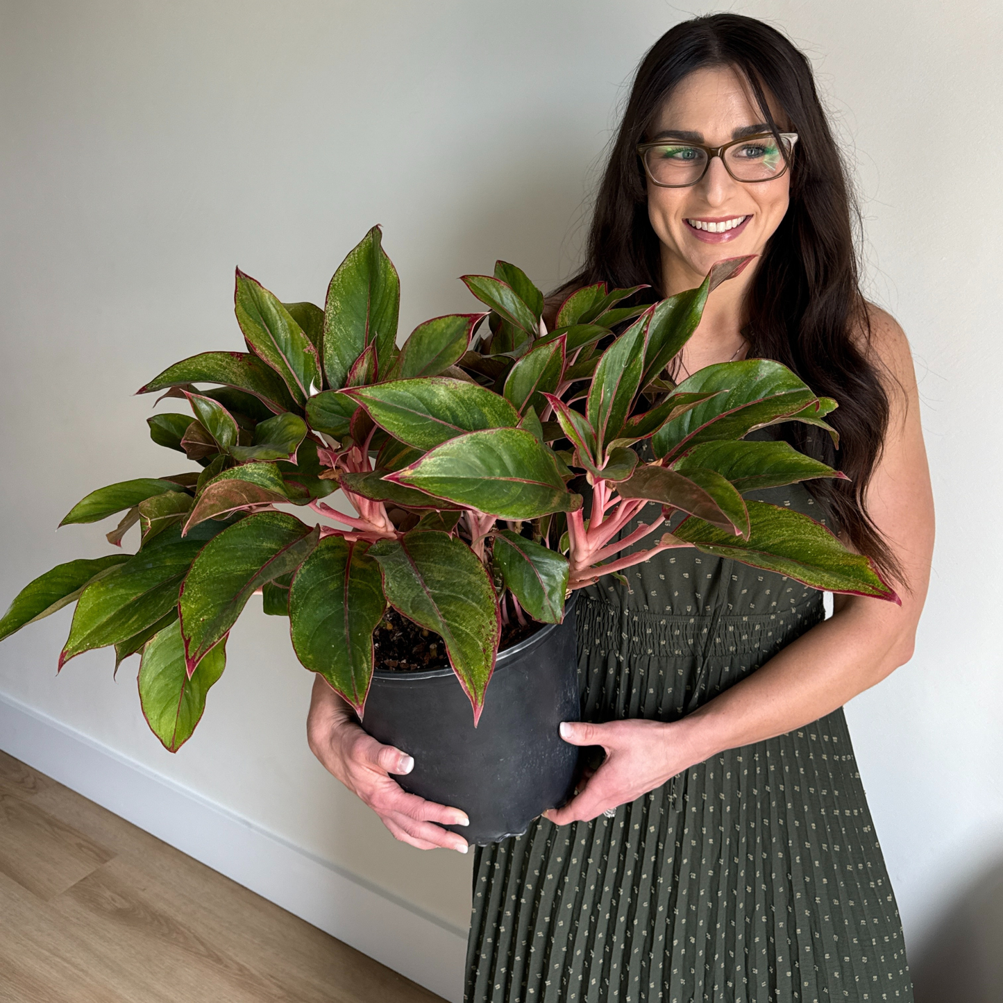 Woman holding a potted Chinese evergreen plant against a plain wall