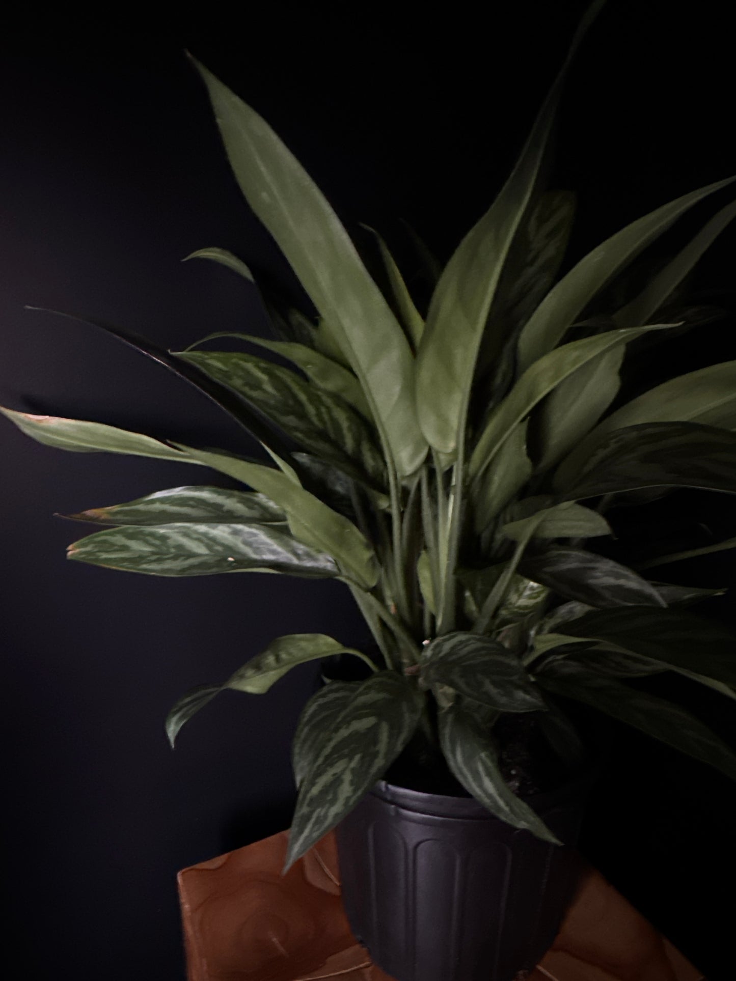 chinese evergreen tigress plant on wooden surface against black background