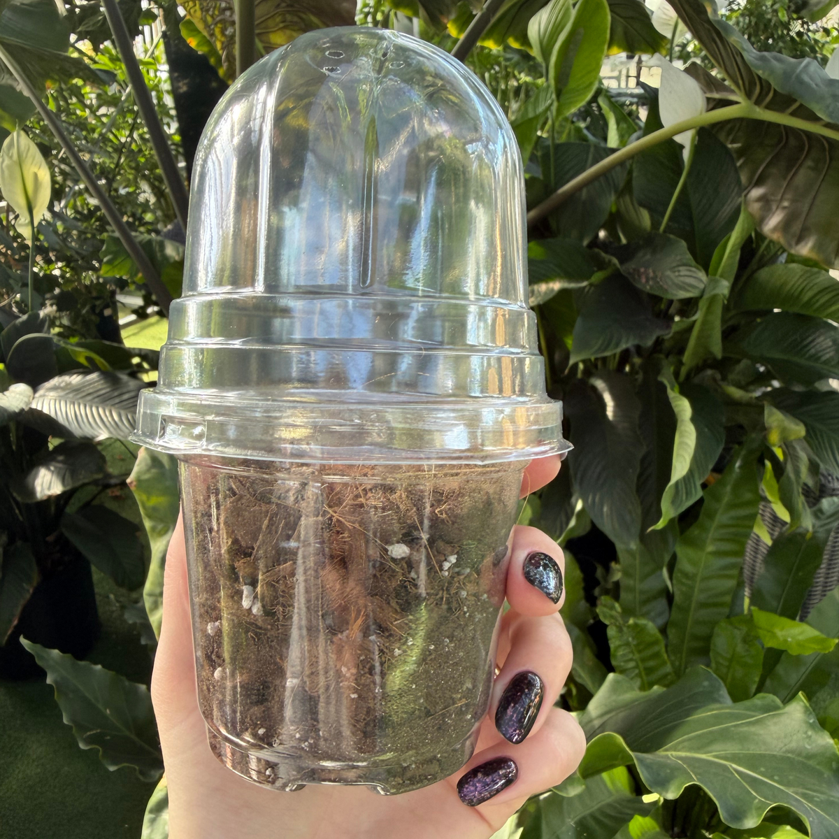 a person holding a clear nursery pot with a dome with greenery in the background