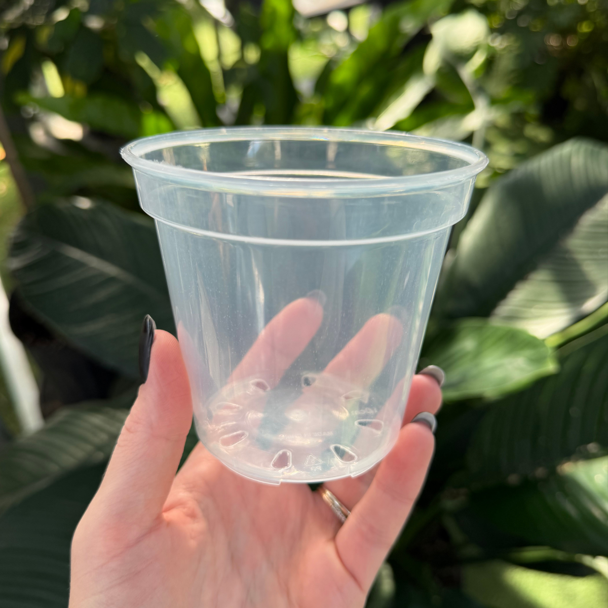 a person holding a clear plastic nursery pot with greenery in the background