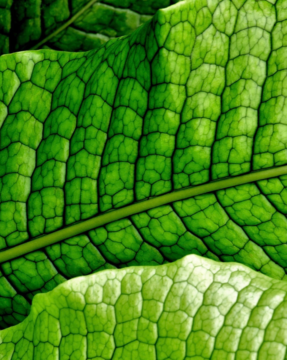 Close-up of a green leaf with detailed vein structure that resembles a crocodile skin
