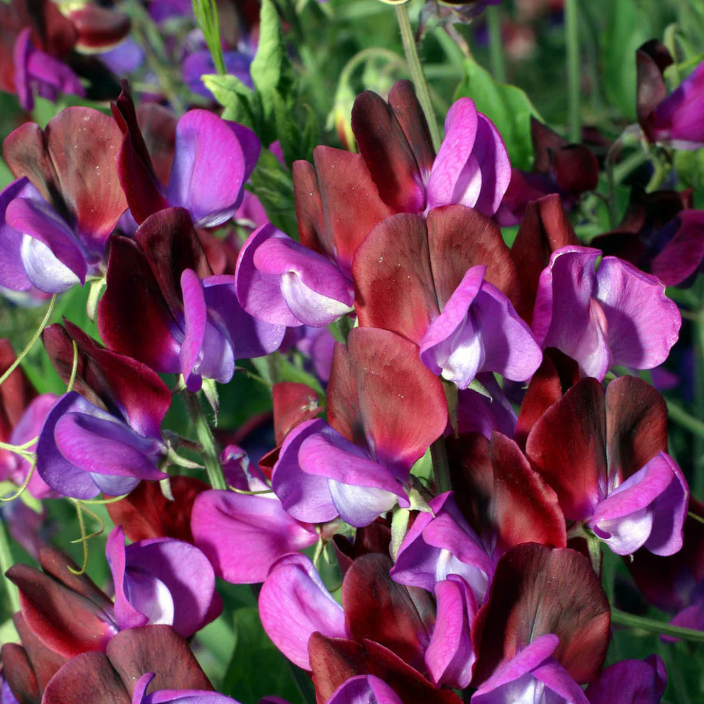 a close up of purple and red color palatte sweet pea flowers