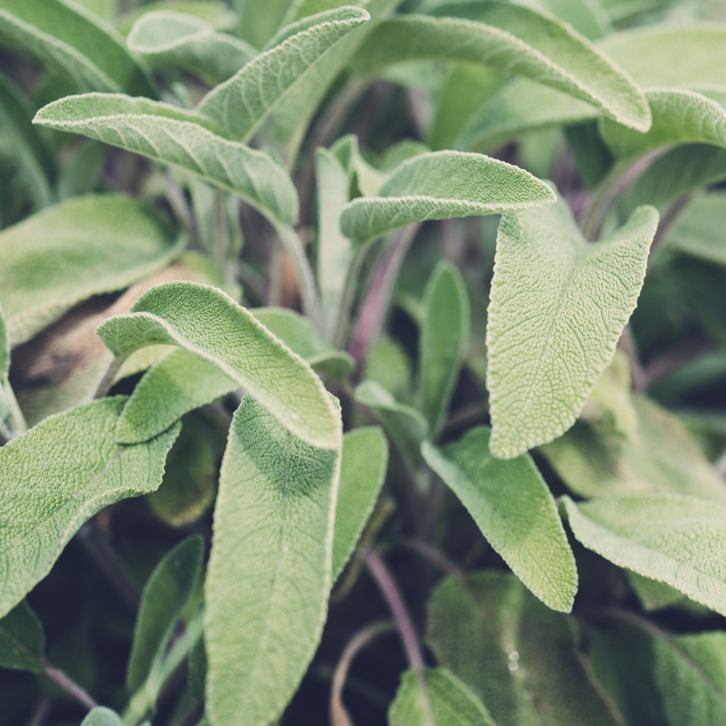a close up of the pale green leaves of a common sage plant