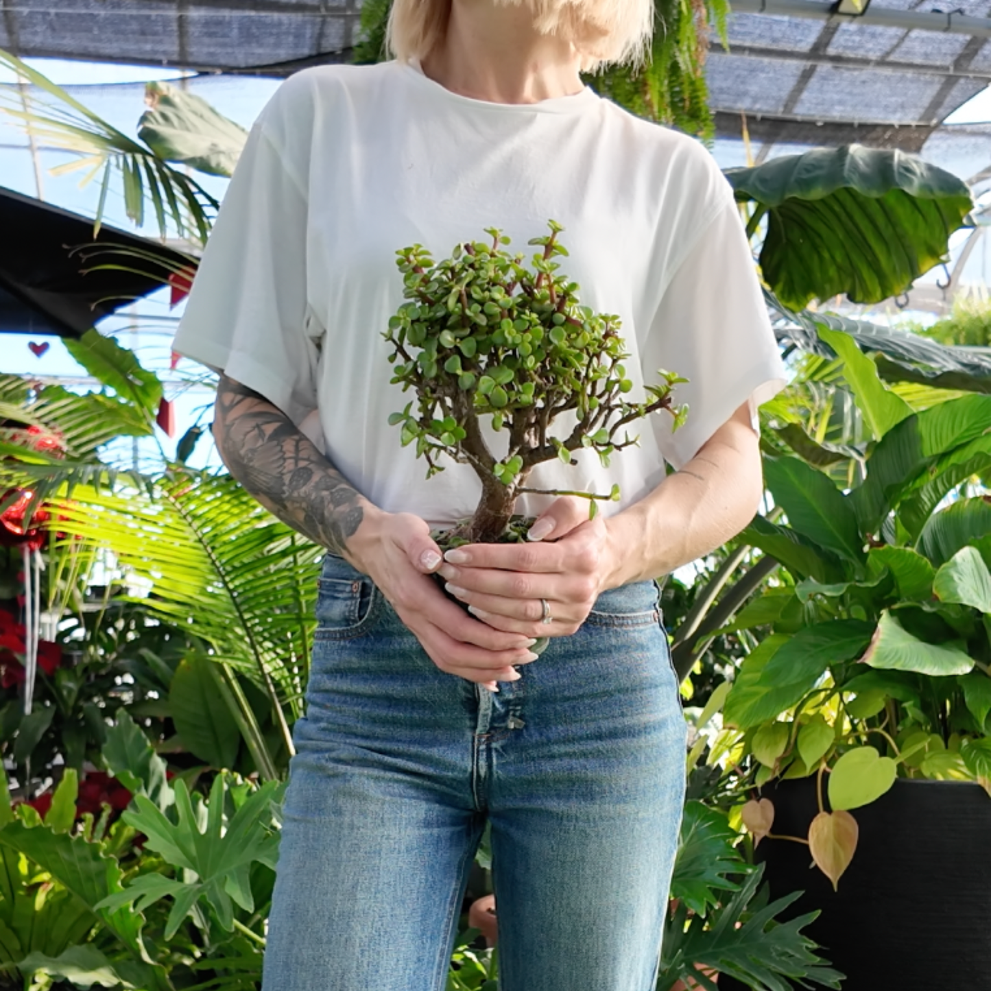 a person holding a potted jade bonsai plant in a greenhouse setting