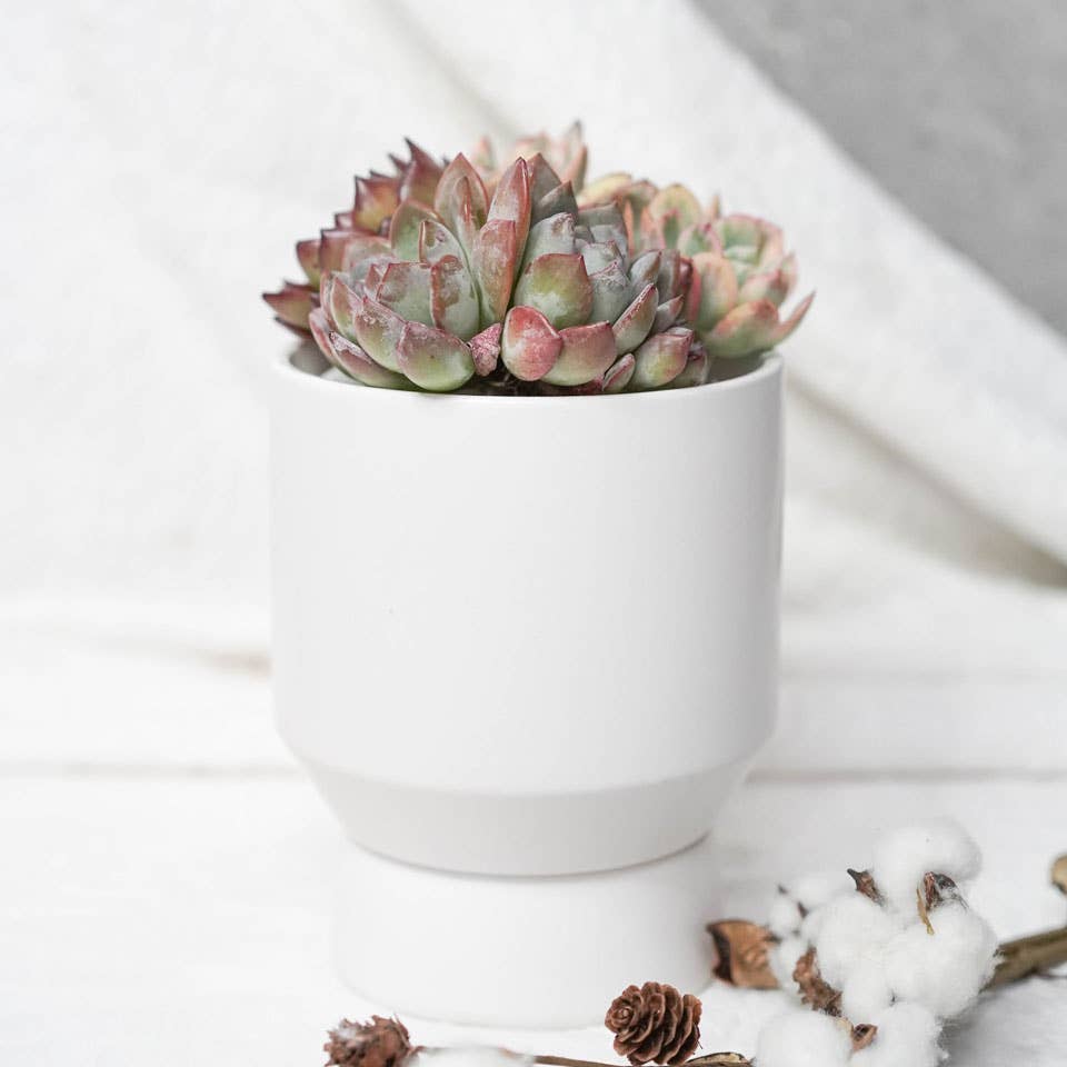 white ceramic planter filled with succulents with white background