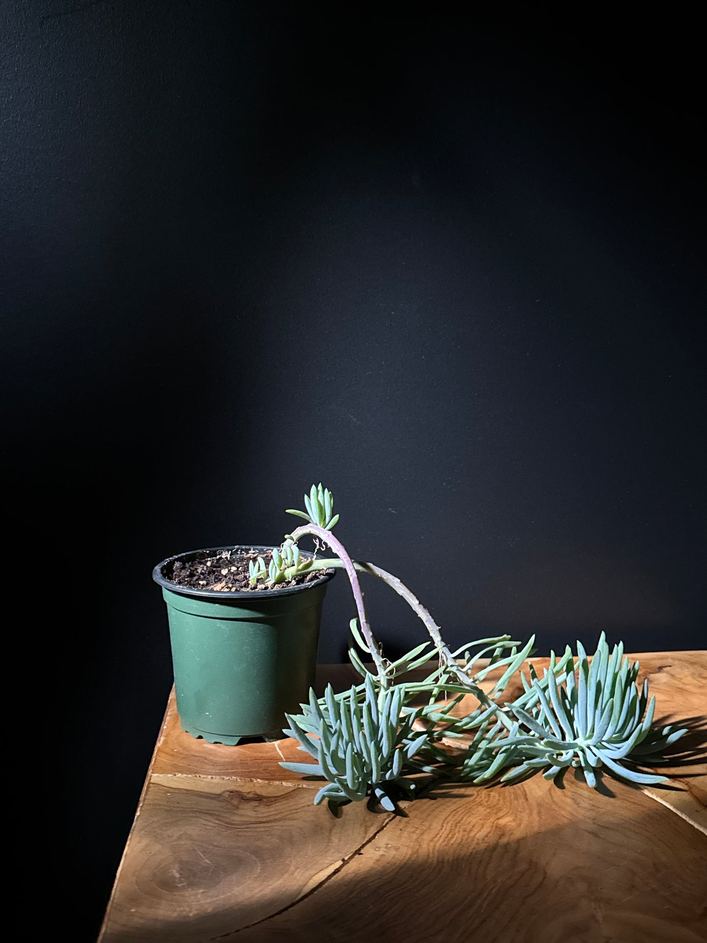 A potted curio kilimanjaro plant with pointed leaves, placed on a wooden surface against a black background.
