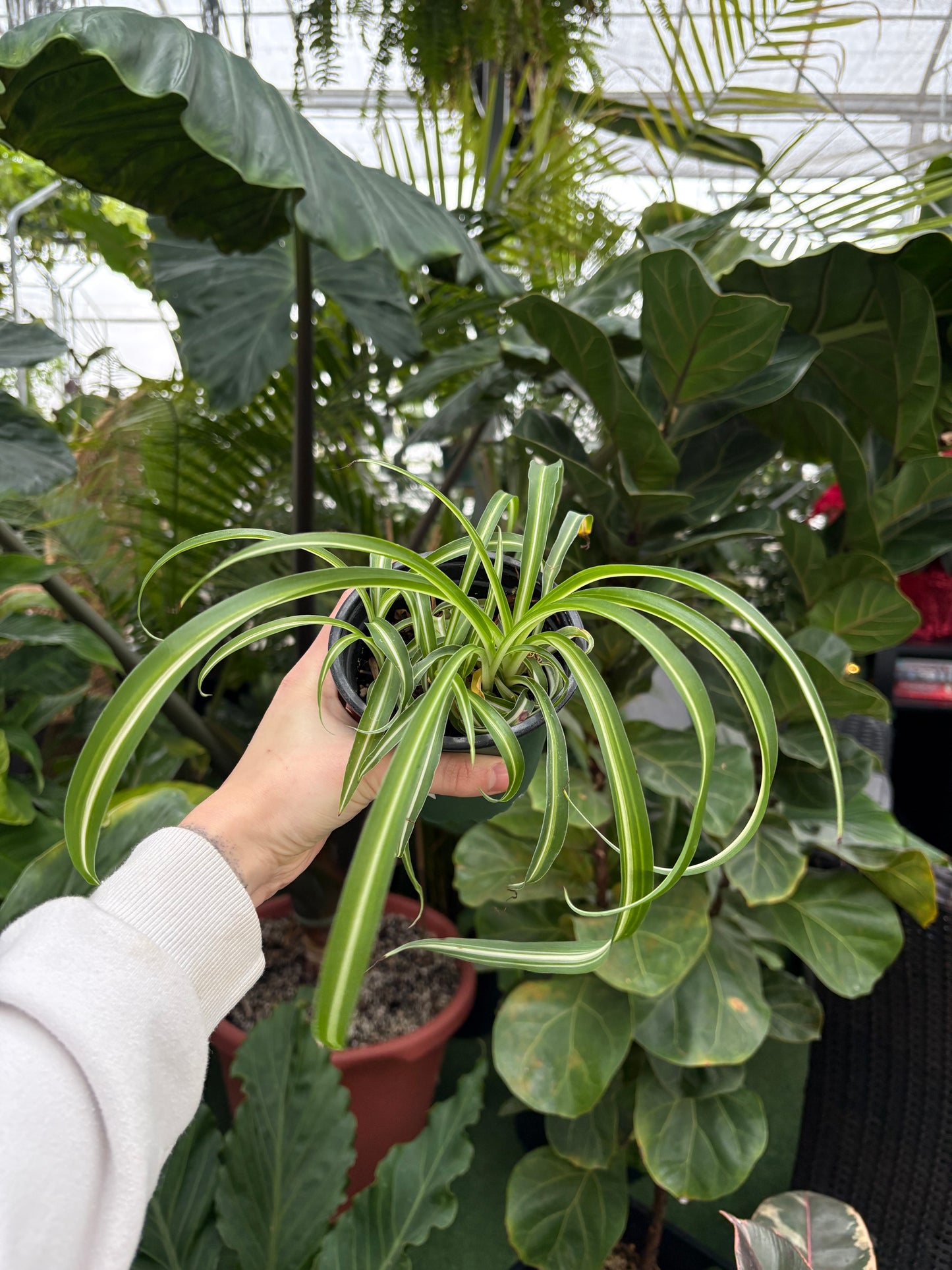 Person holding a spider plant curly sue plant with a blurred indoor greenhouse background