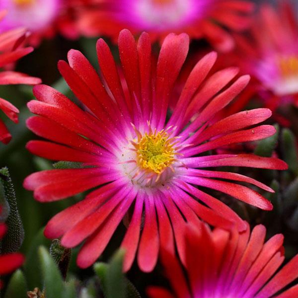 Jewel of Desert Garnet Ice Plant