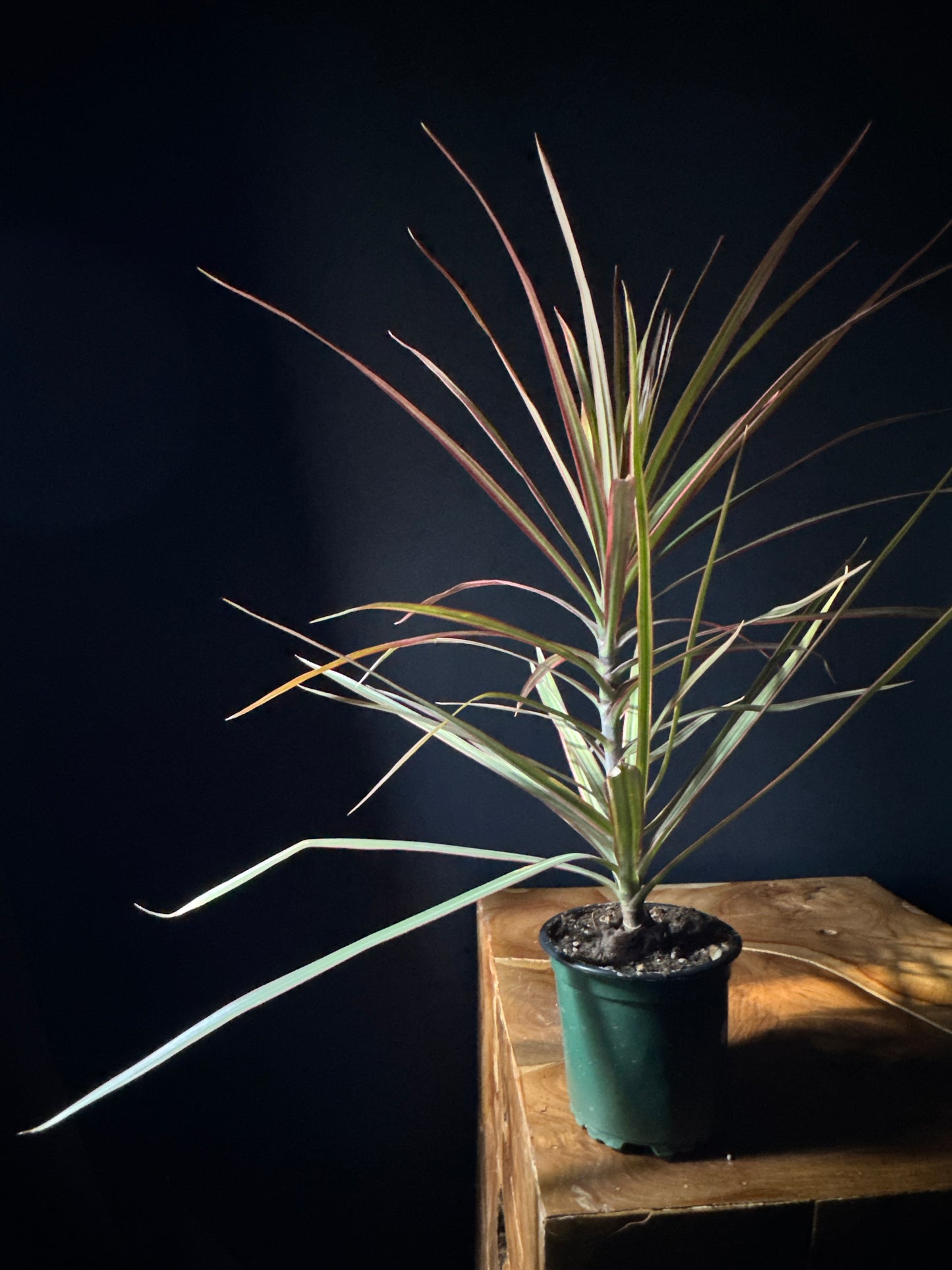 A potted Dracaena 'Colorama' plant with variegated leaves in pink, red, and green, placed on a wooden surface against a dark background.
