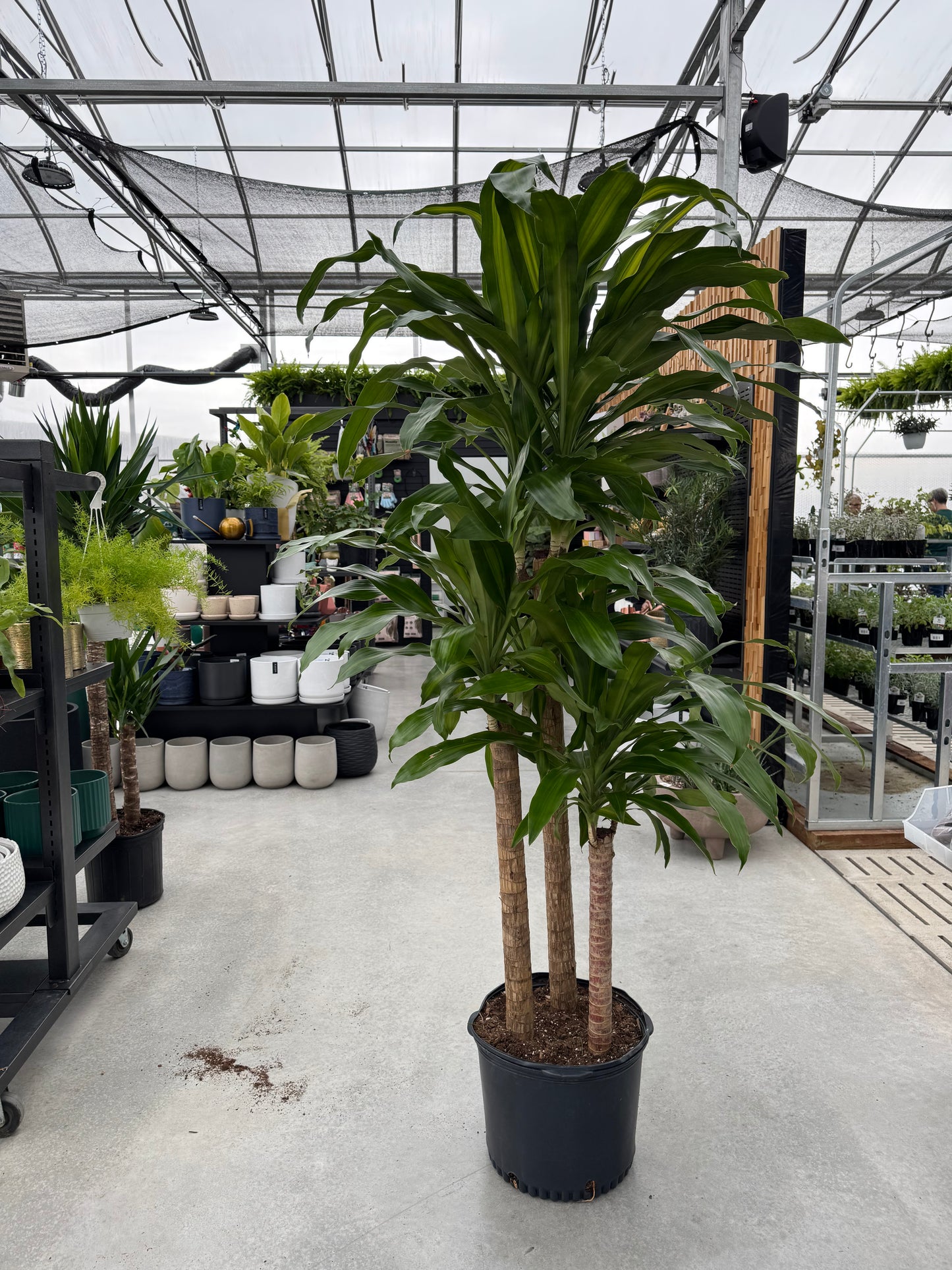 A potted Dracaena 'Mass Cane' plant with thick canes and arching green leaves with golden-yellow stripes, displayed in a greenhouse setting.