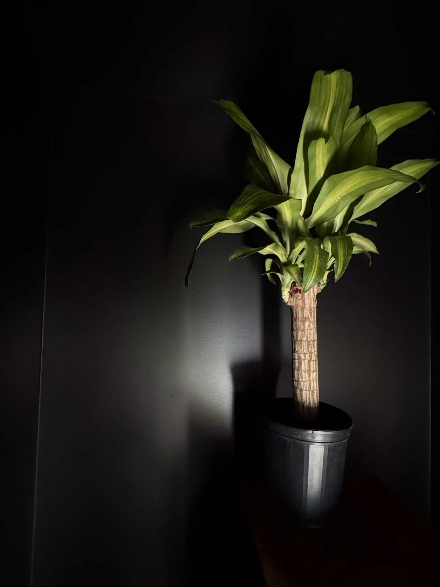 A single Dracaena 'Mass Cane' plant with green leaves and golden-yellow stripes, in a black pot against a dark background.
