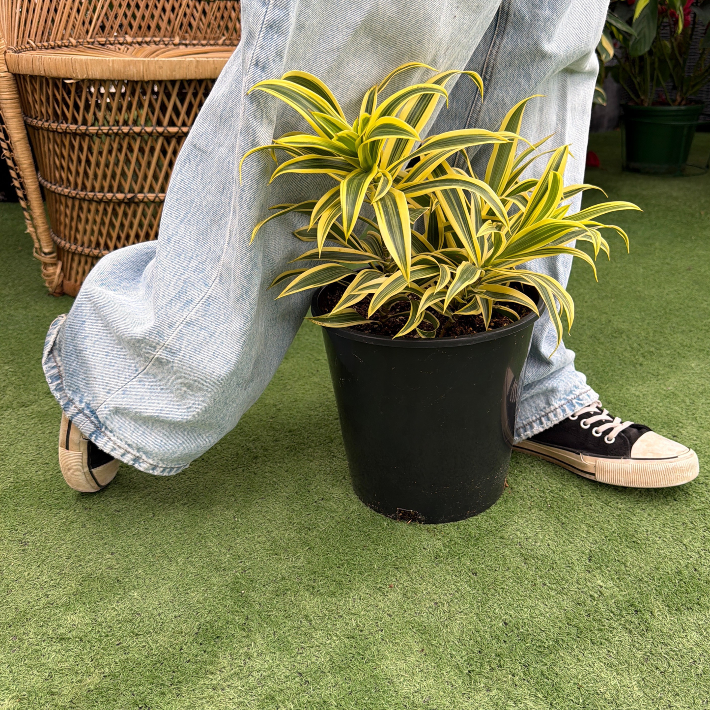 a person walking over a potted dracaena song of India plant in a greenhouse setting