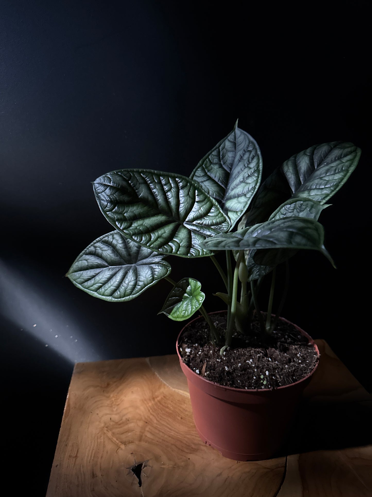 Alocasia dragon scale with deep green veins in a terracotta nursery pot on a wooden bench with black background and sun shining on it