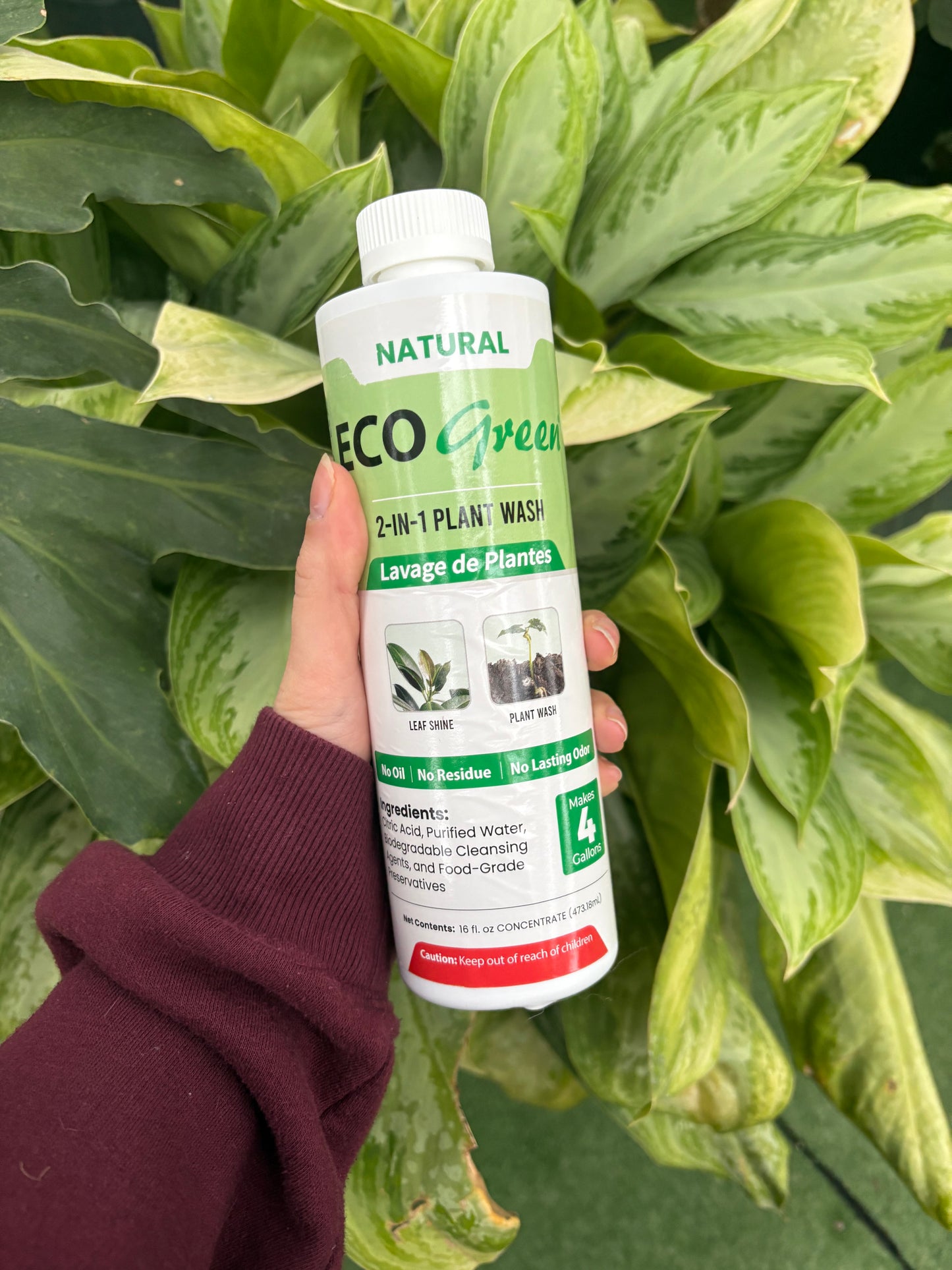 Hand holding a bottle of Eco Green plant wash next to a plant