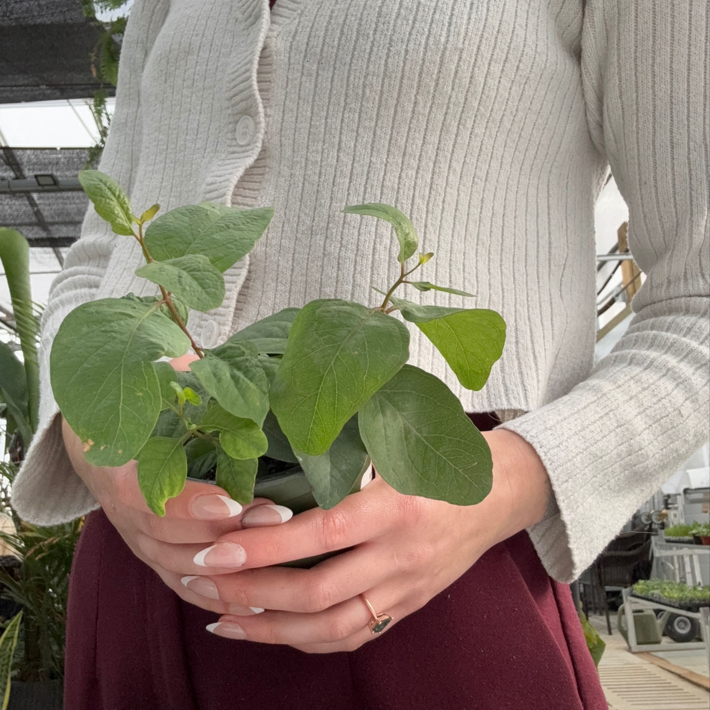 a person holding a potted eucalyptus populnea plant in a greenhouse setting