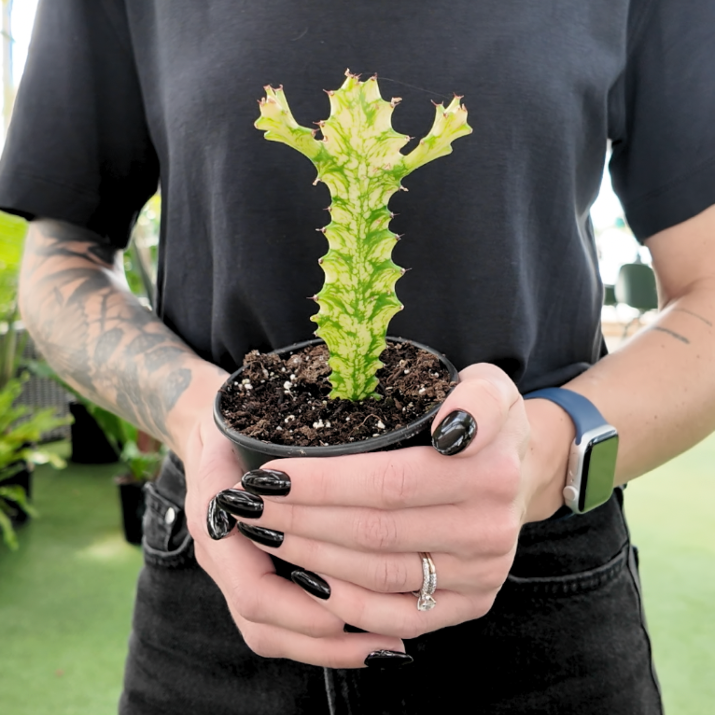 a person holding a potted variegated milk tree plant in a greenhouse setting