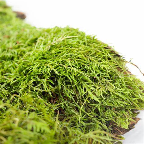 Close-up of green moss on a white background