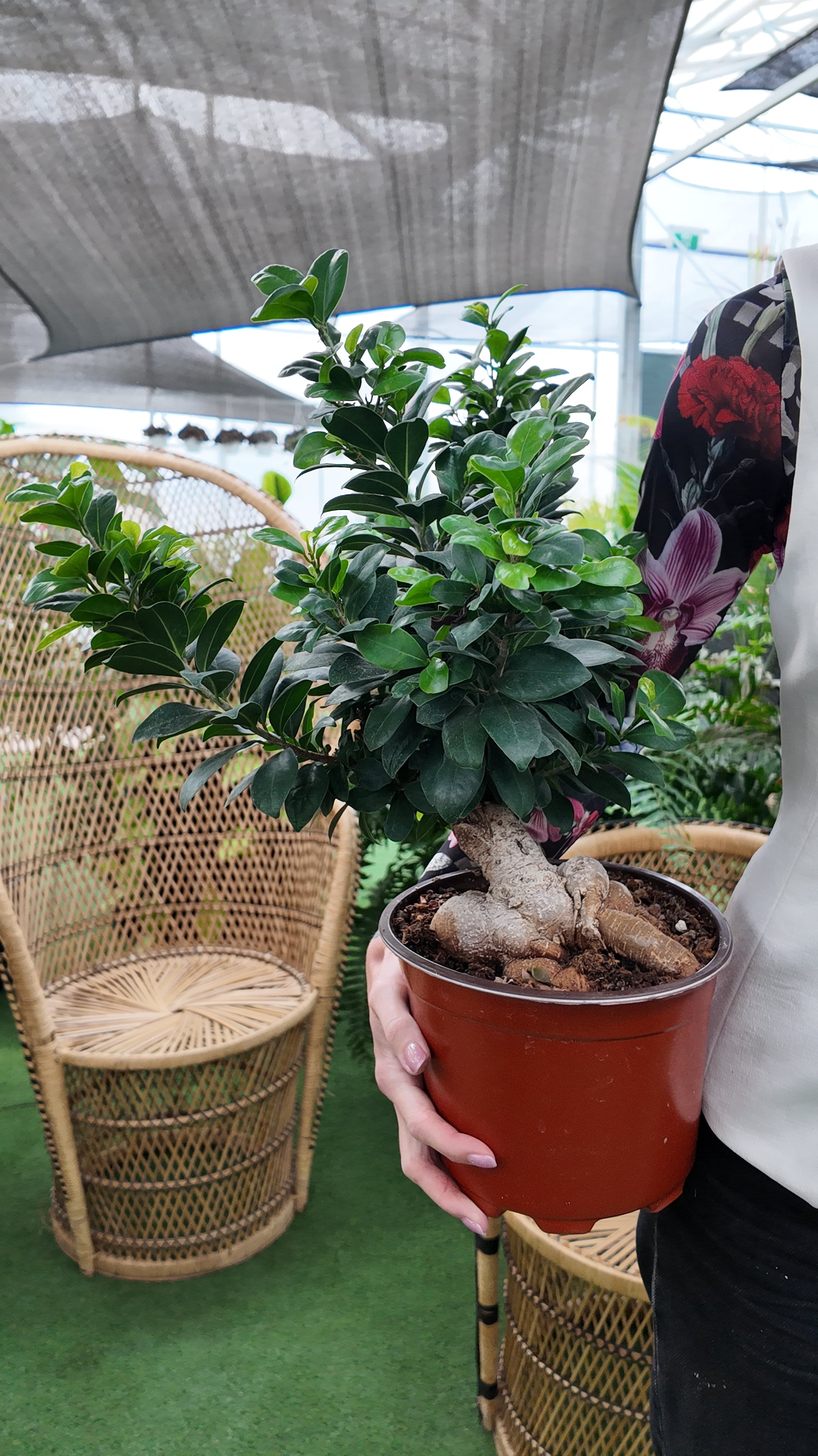 potted ginseng plant Ficus Ginseng Bonsai – Urbane Eight Inc