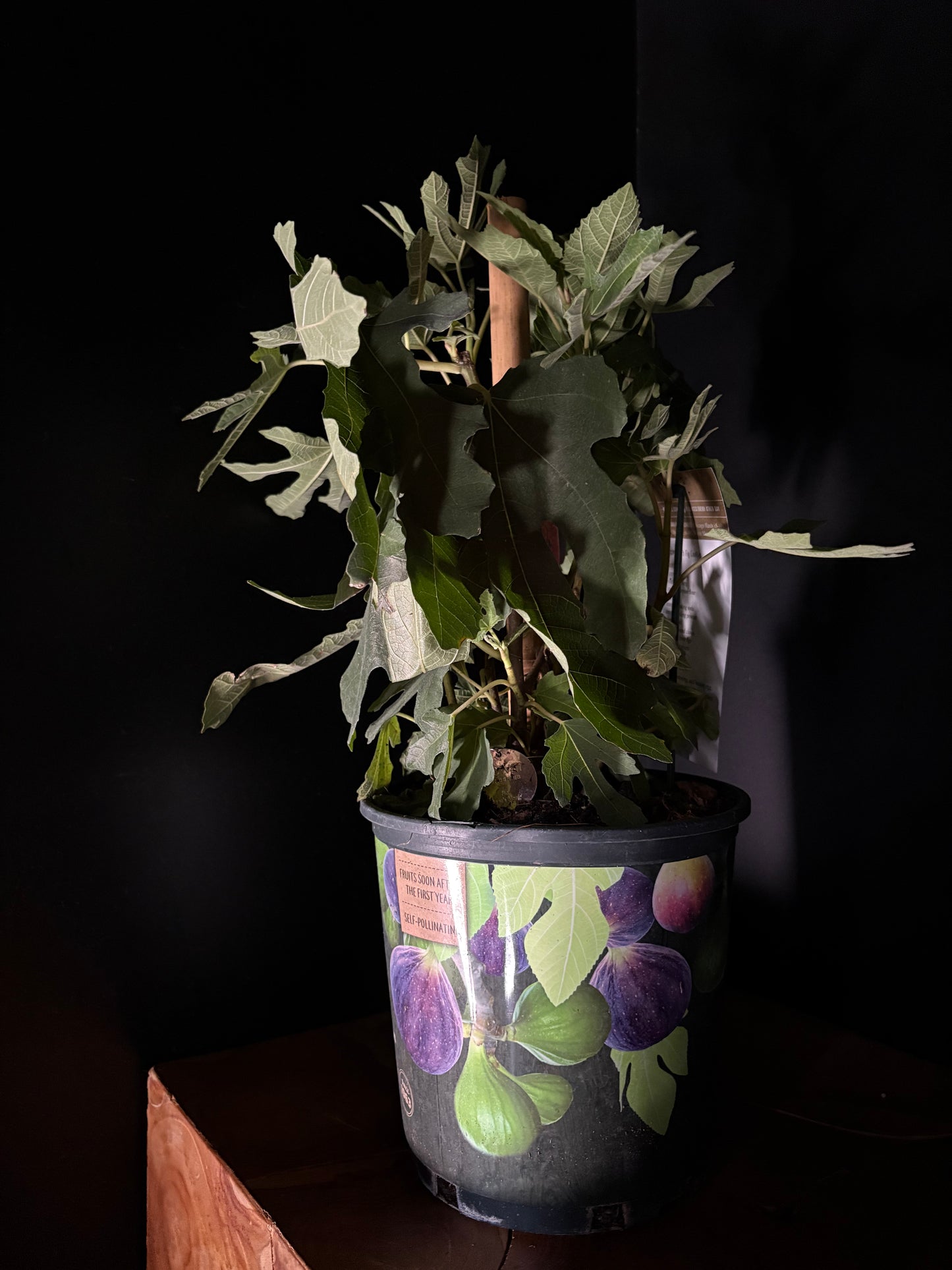 small potted fig tree on dark background