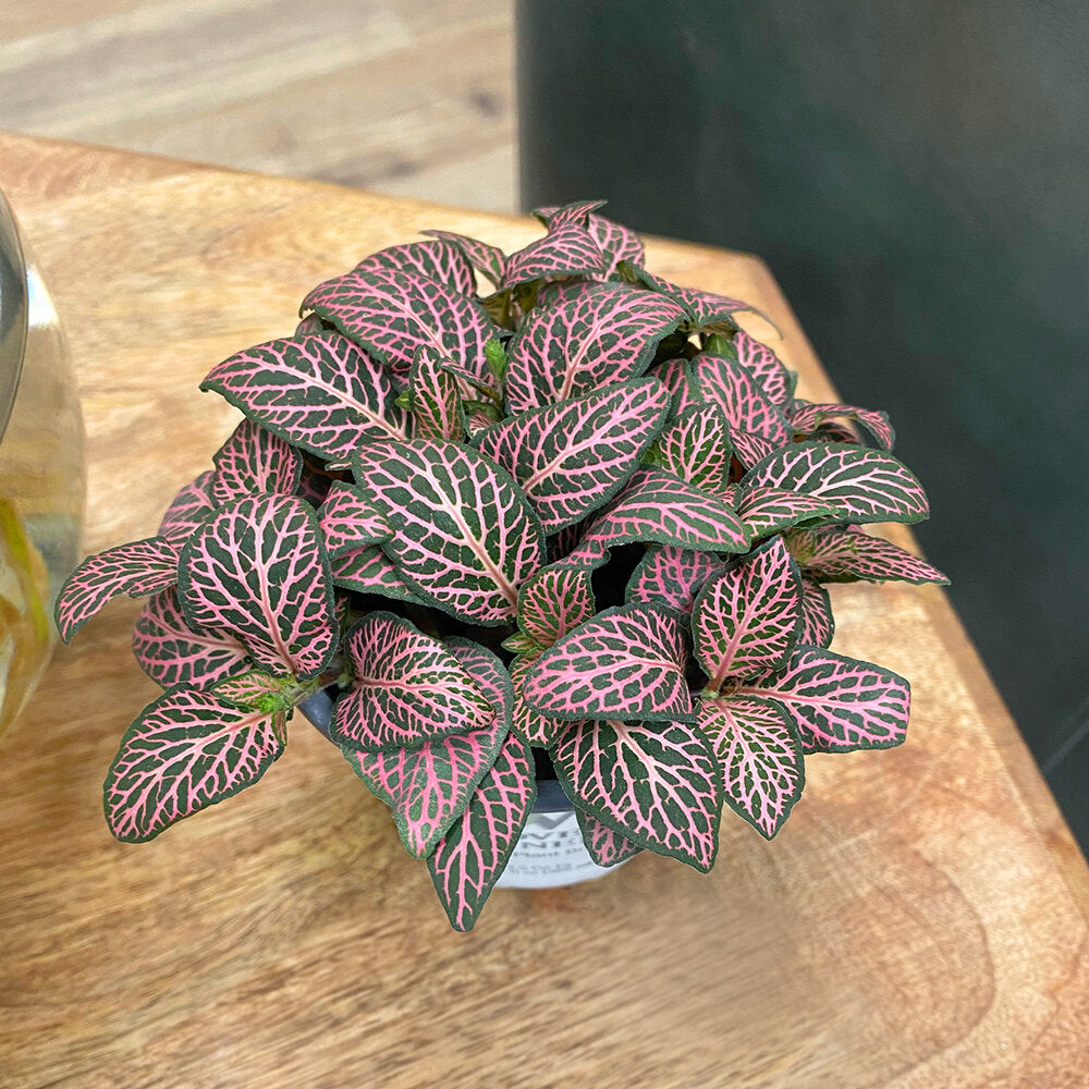 pink fittonia plant on wooden surface