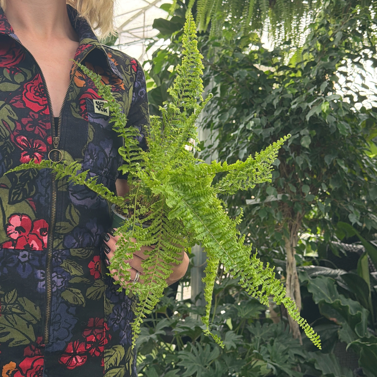 a person in a colourful floral jumpsuit holding a potted fluffy ruffles fern in a greenhouse setting