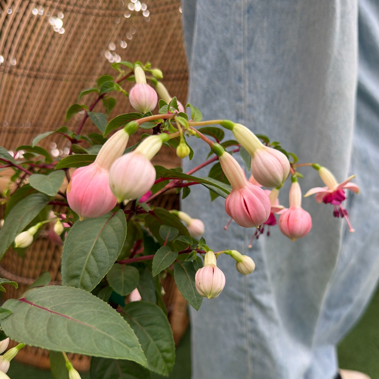 a close up of the pale pink buds of a fuchsia plant
