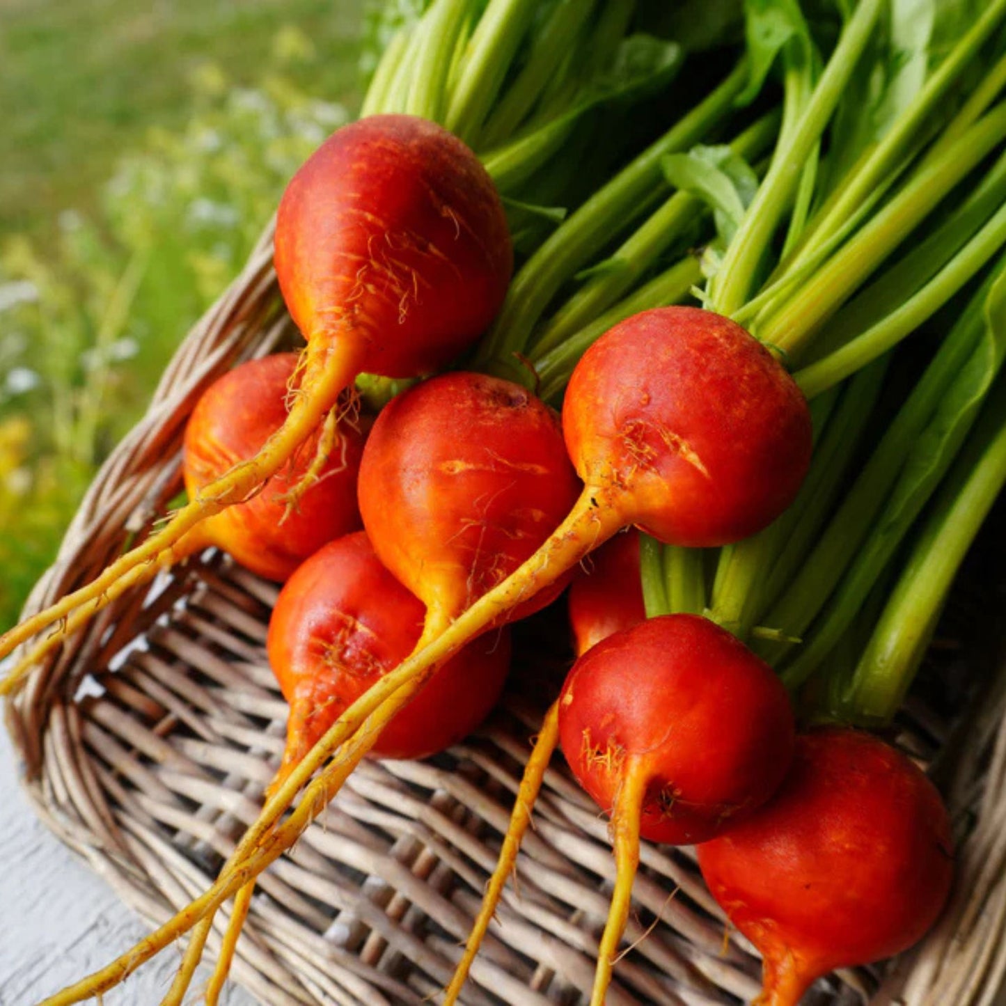 A picture of s group of golden boy beets grow from west coast seeds sitting on a basket with a blurred green background