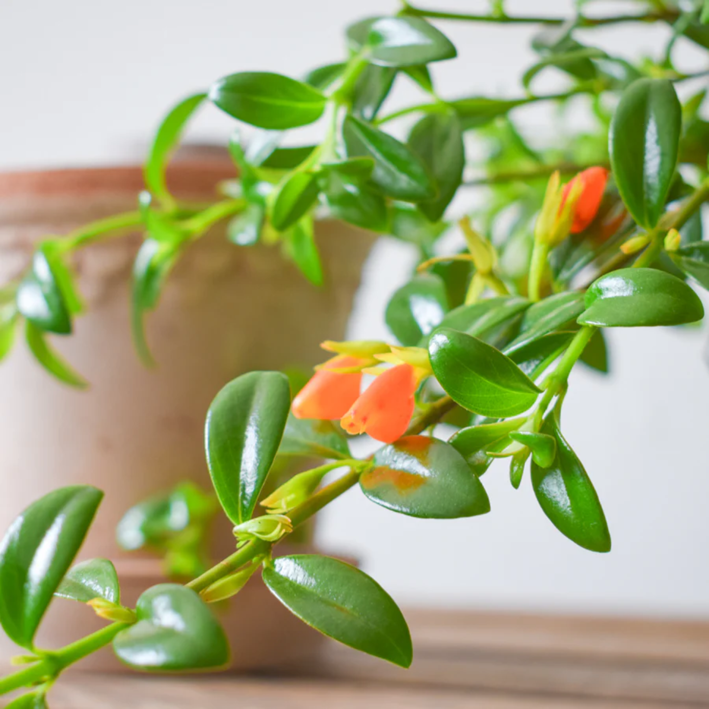 Close-up of a goldfish plant with green leaves and orange flowers, blurred background