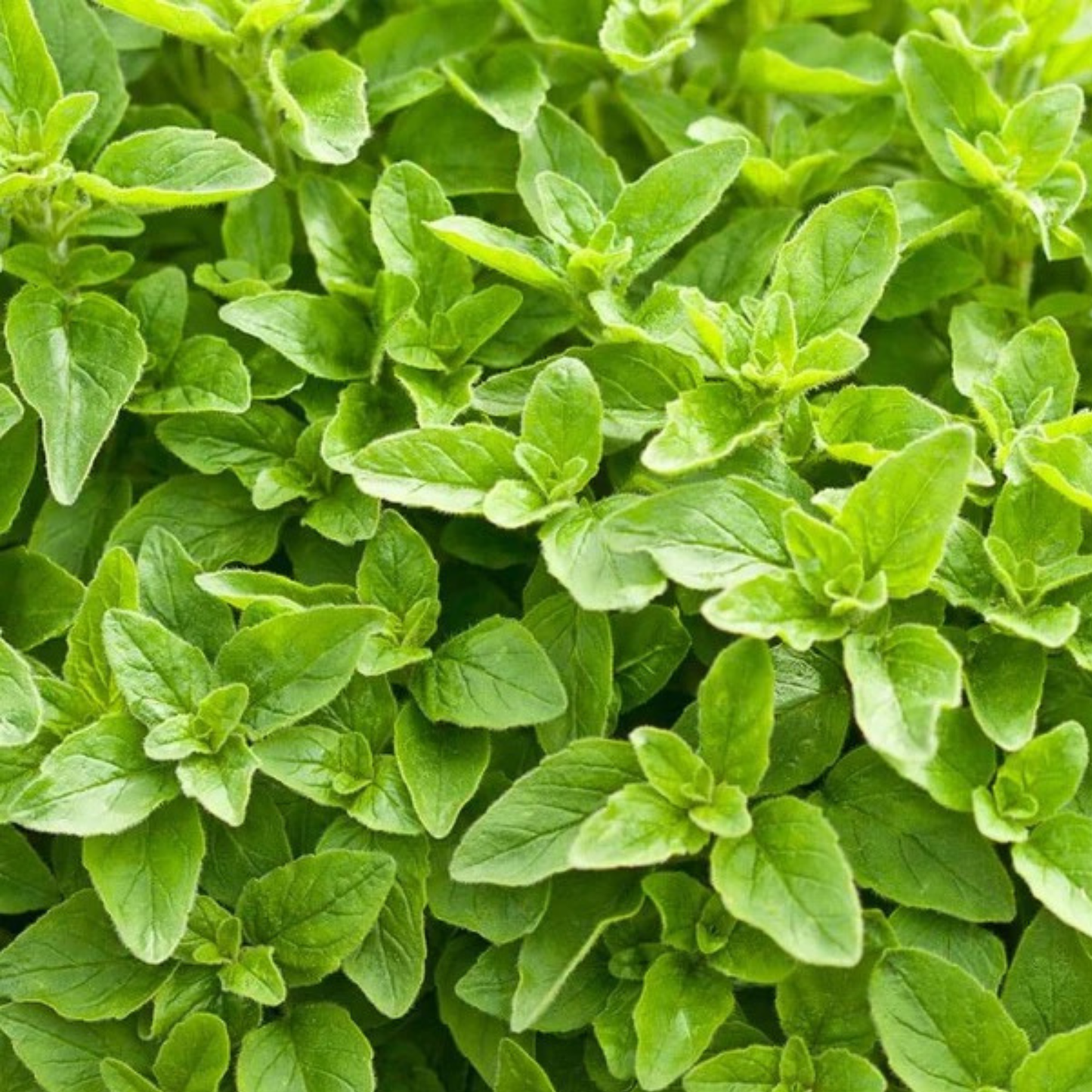 a close up photo of bright green leaves of a greek oregano plant