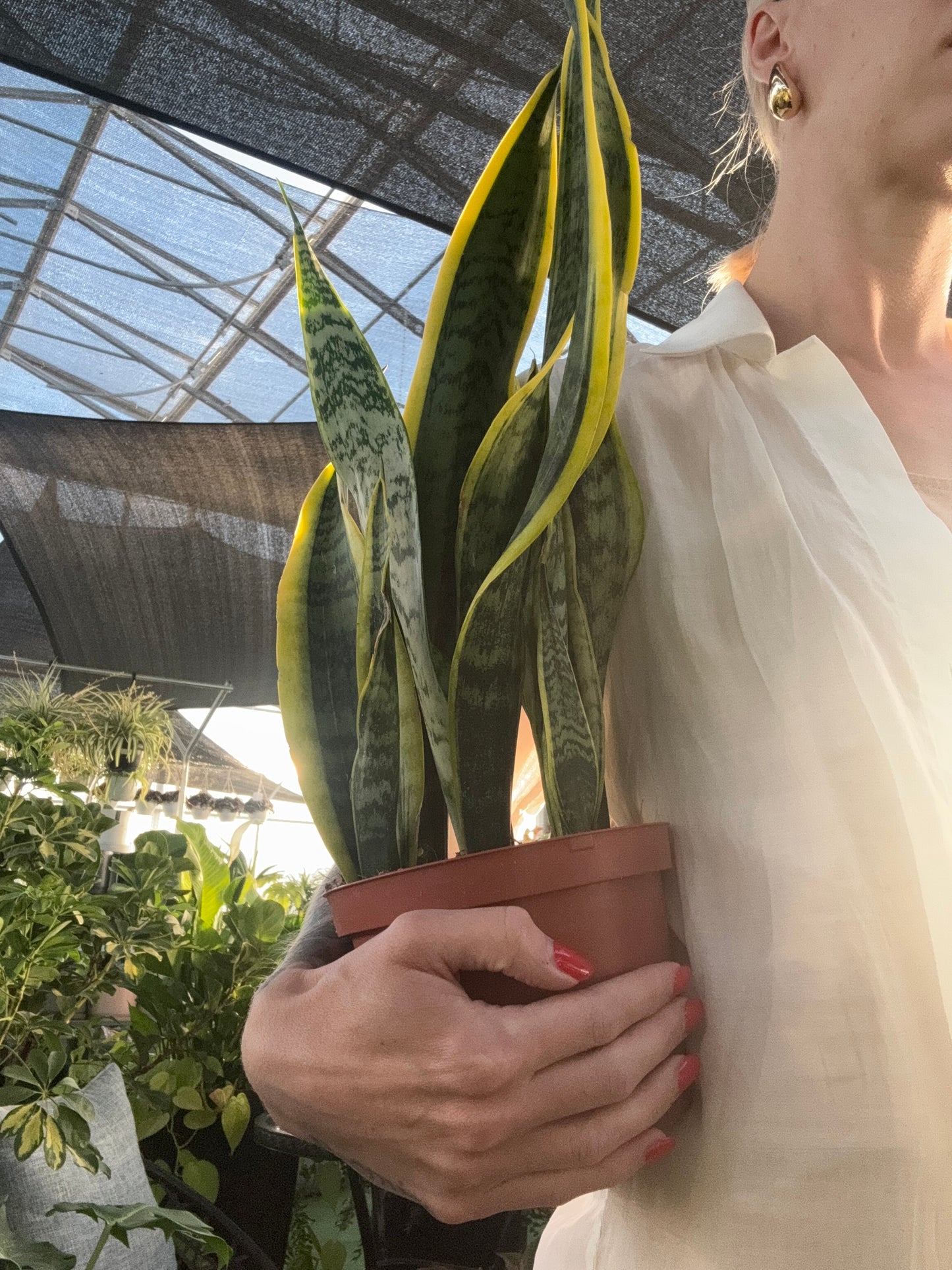 Person holding a potted snake plant with a blurred background