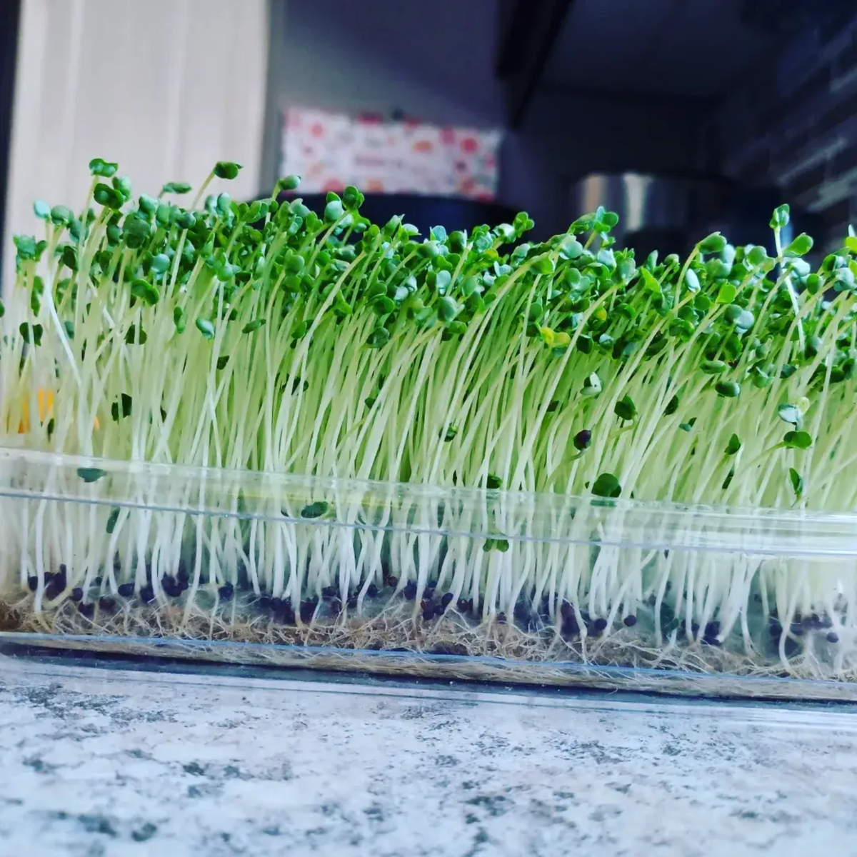 Broccoli Microgreen Grow Kit