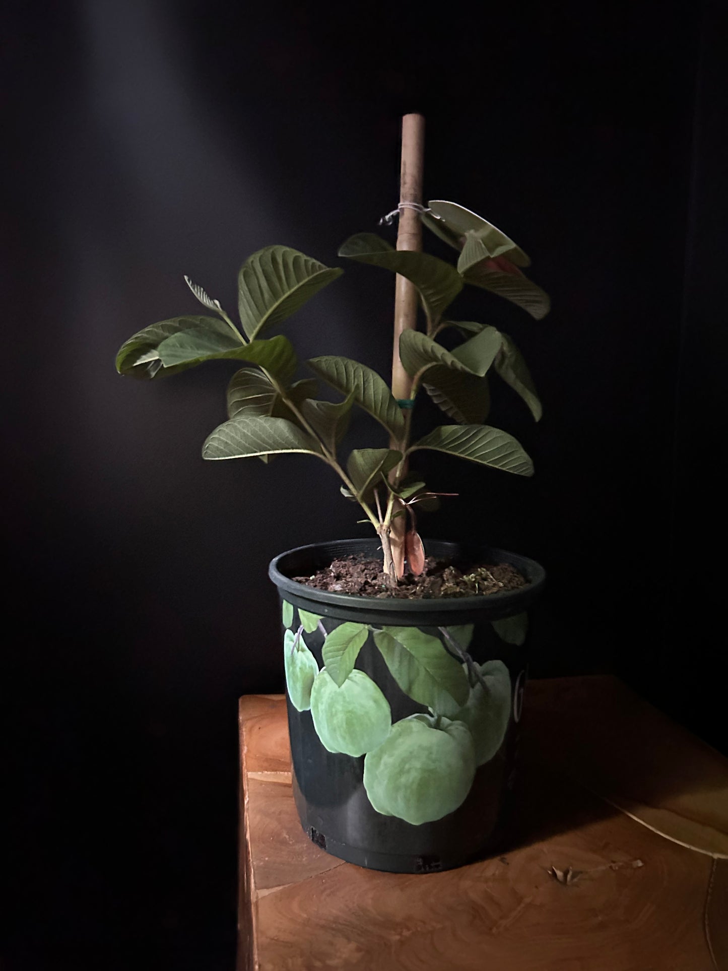 potted guava tree plant on wooden surface with black background