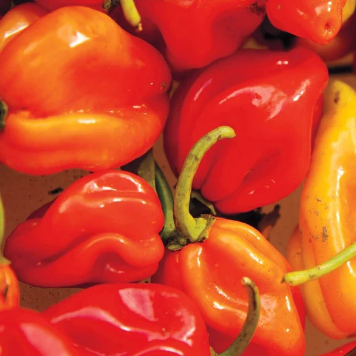 a zoomed in image of many red habenaro peppers