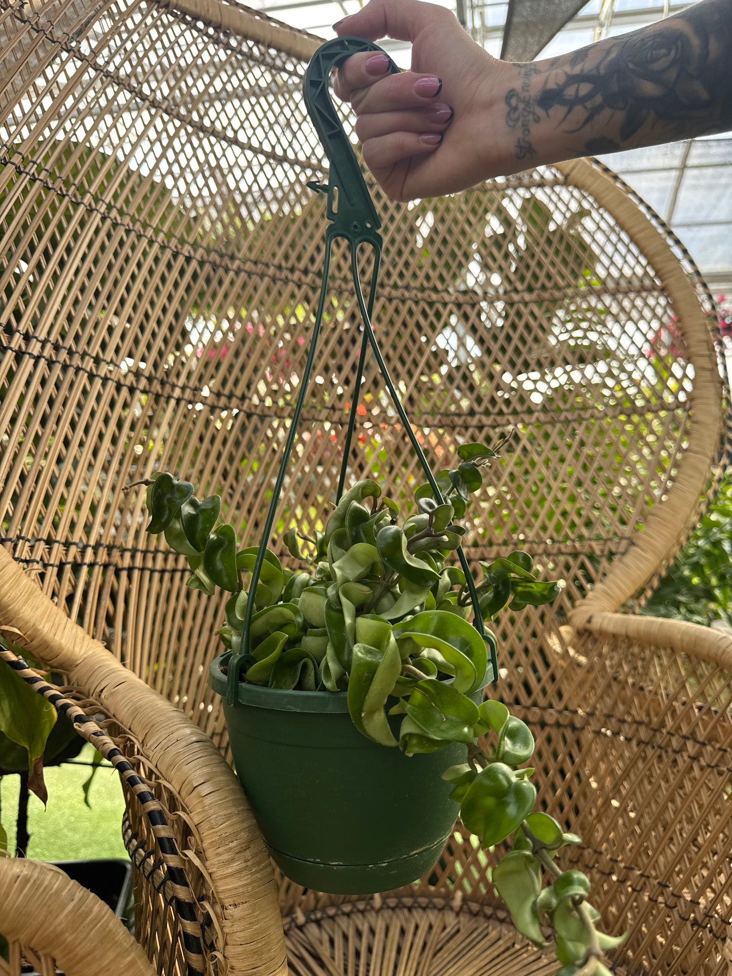 Person holding a green Hoya Hindu Rope plant in front of a wicker chair