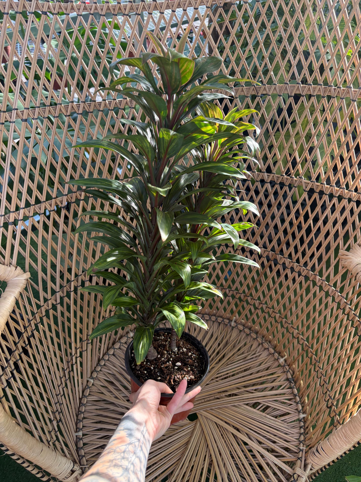 hand holding a potted Variegated green and red leaved cordyline harlequin with a wicker background