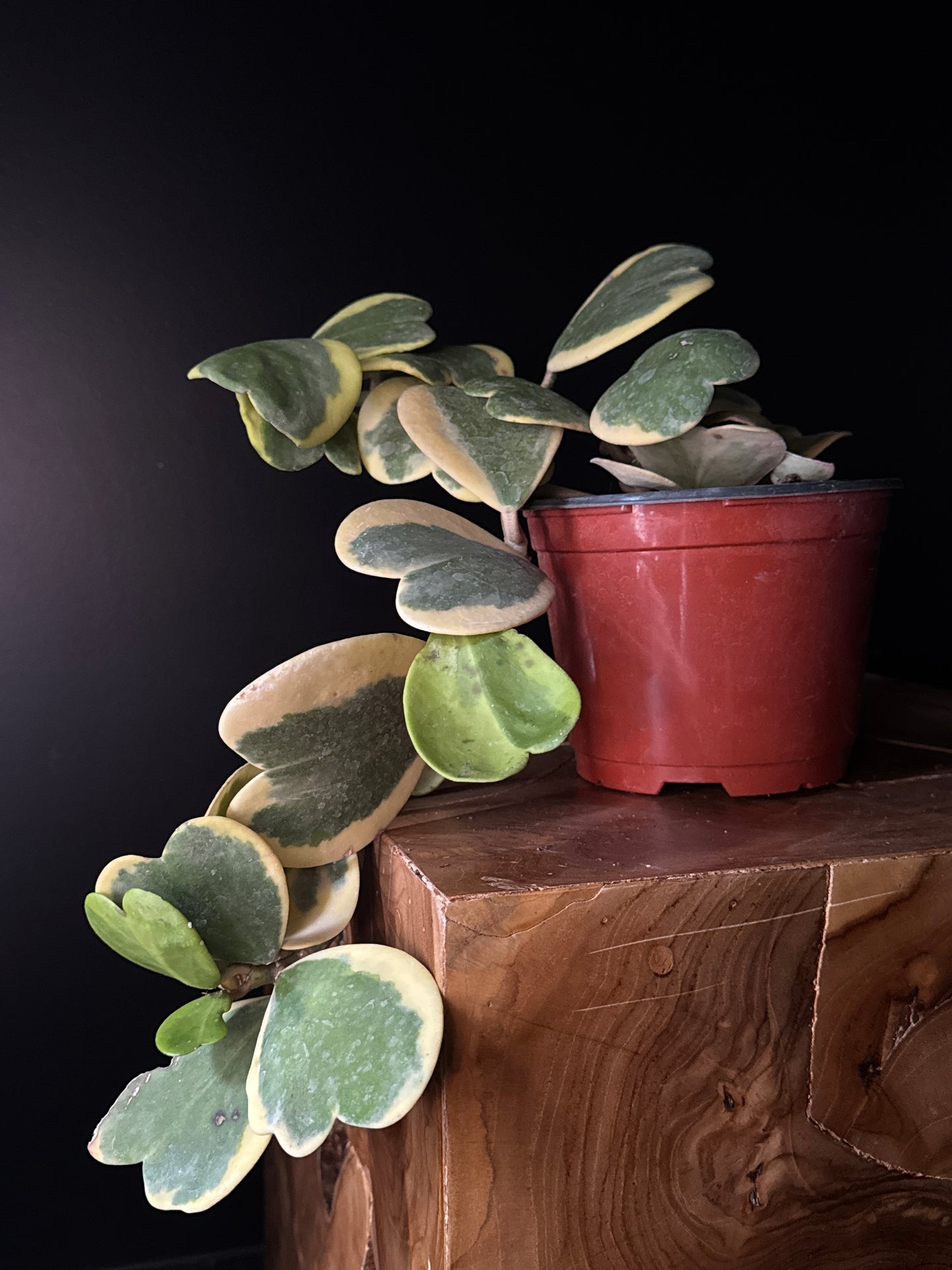 Small potted plant with heart-shaped leaves on a dark background