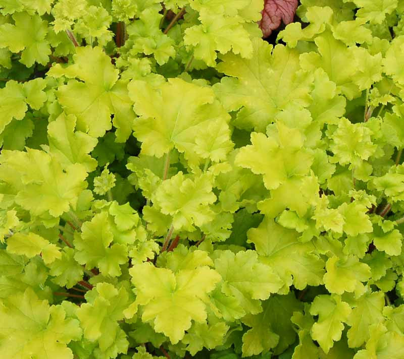 Lime Marmalade Coral Bells
