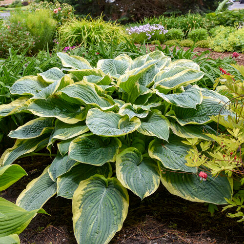 Hosta Gigantosaurus Shadowland®