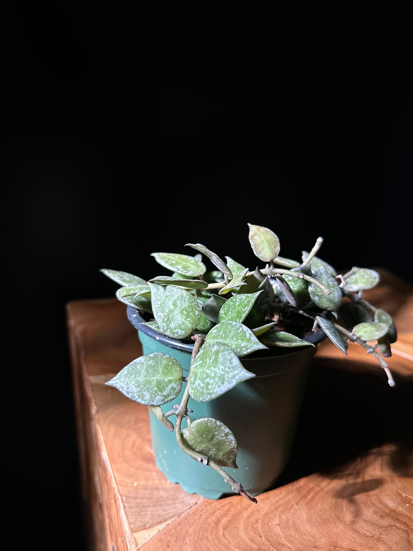 A Hoya Krohniana Splash plant with heart-shaped leaves speckled with silver, in a green pot, placed on a wooden surface.