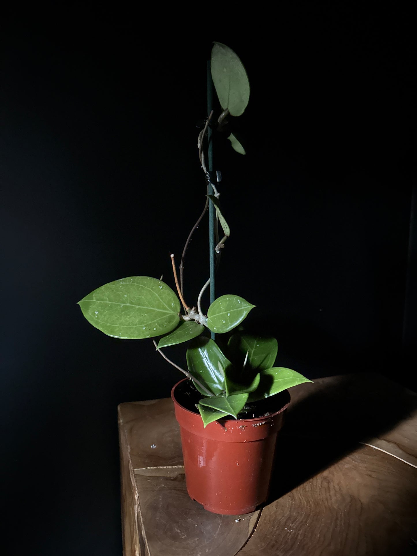 small potted hoya parasitica on wooden surface against black background